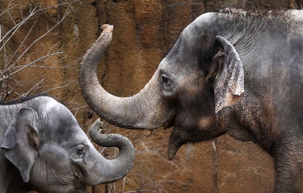St. Louis Zoo photo elephants