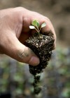 Immigrant and refugee urban farming class