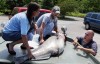 Record setting catfish