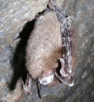 Missouri bat