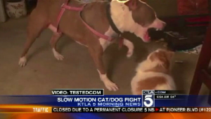 Cat and dog battle it out in 'slow motion'
