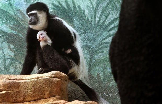 St. Louis Zoo welcomes baby colobus monkey | Culture Club | 0