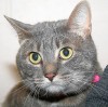 APA adoptabel pets
