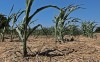Editorial: Bad year for farmers? Not if you count bloated crop insurance program