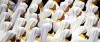 Colleen Carroll Campbell: Catholic bishops and the nuns  