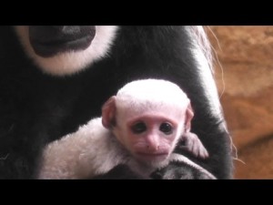chimpanzee baby red colobus monkey chimpanzee baby red colobus monkey