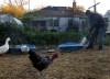 YellowTree Farm