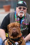 Decked-out Dogs at the Barkus Parade