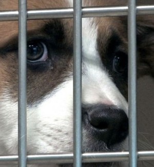 Puppy mill rescue
