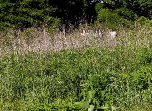 Shaw Nature Reserve  