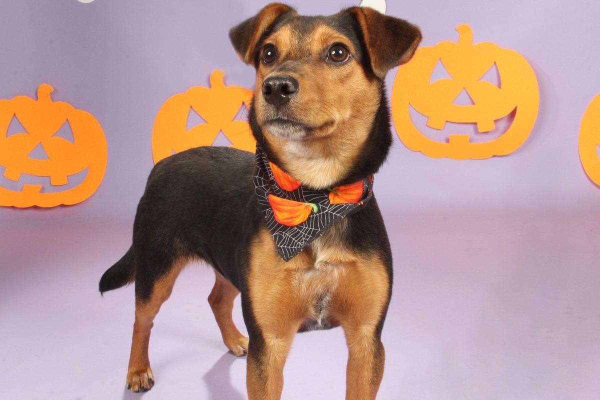 Pet of the Week Walter, a beagle puppy Pets