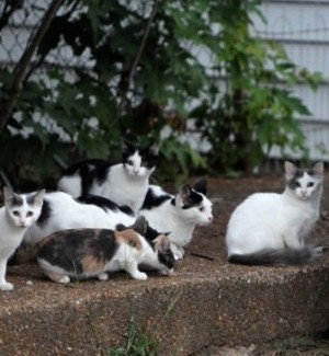 Alley Cat Allies in South City