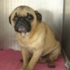 This week's Jefferson County adoptable pets  