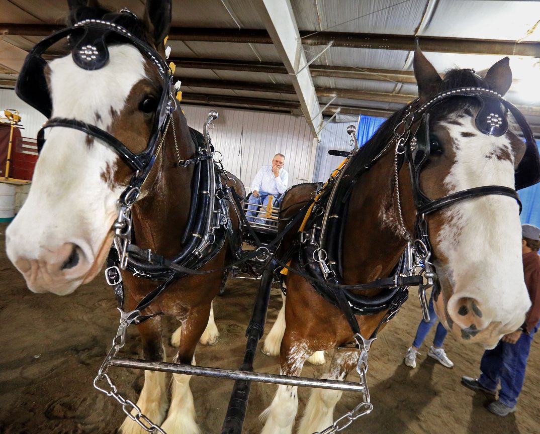 Bidders, spectators pack arena for world's largest Clydesdale sale