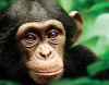 REVIEW: 'Chimpanzee' delivers compelling monkey-business from Disney  