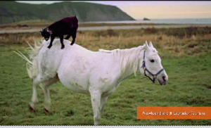 Top Videos: Goat riding horse, ski fail, Google fears