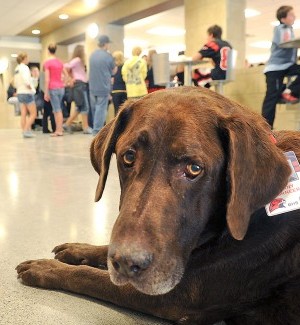Bozeman High dog