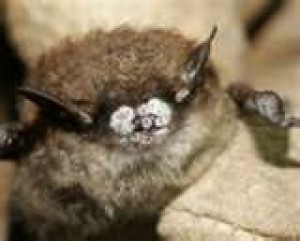 Environmental group asks Interior Department to close all caves to save bats 