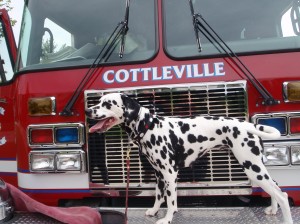 Weldon Spring dog struts for judges in Big Apple