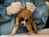 Humane Society of Missouri rescues more dogs