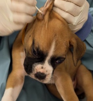 Humane Society of Missouri rescues more dogs