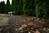 Cremated remains of medical research bodies buried in St. Louis