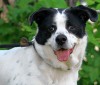 This week's adoptable pets from the APA