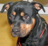APA adoptabel pets