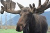 tr jh alaska moose.JPG