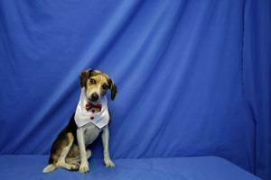 Pet Shelters learn to take better photos to encourage adoptions