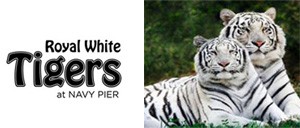 Tigers at Navy Pier 