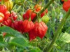 Darn Hot Peppers