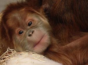 Help the St. Louis Zoo name its new baby orangutan