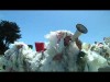 Raw Video: Don't Feed The Bag Monster - San Francisco, CA