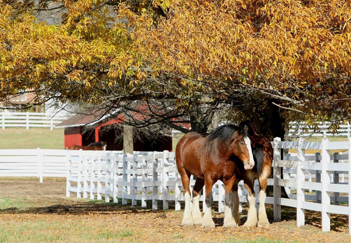 Take a look at the history of Grant's Farm Entertainment