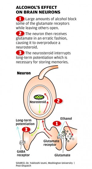 Alcohol's Effect on the Brain