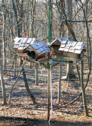 Birds eat seed