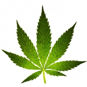 Marijuana 