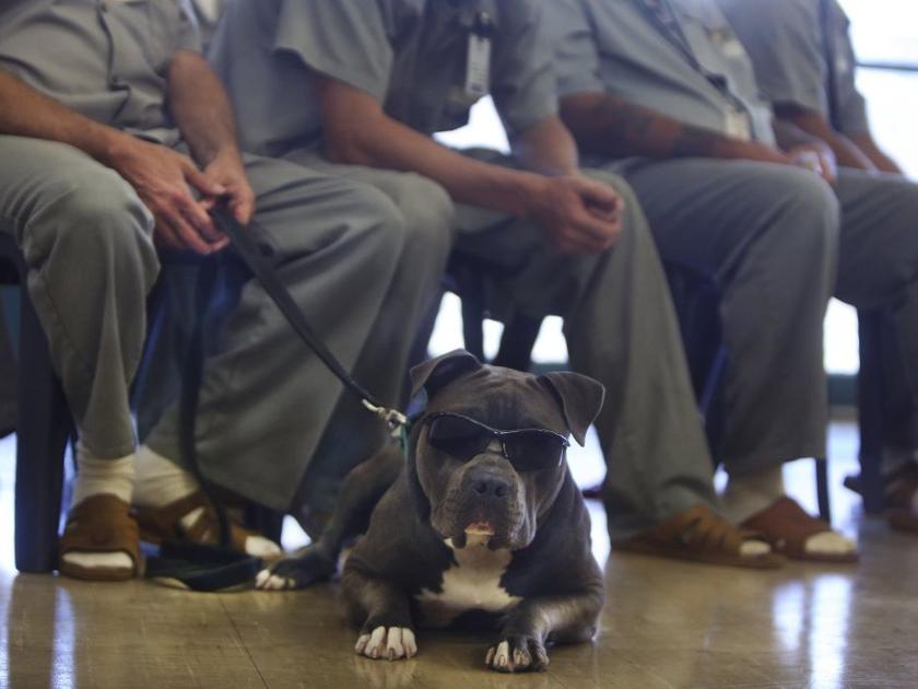 puppies for parole puppies for parole graduation local stltoday puppies for parole puppies for parole graduation local stltoday