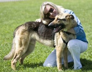Starved German Shepherd