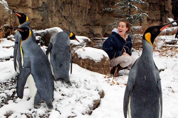 Penguins walk in the snow at the St. Louis Zoo