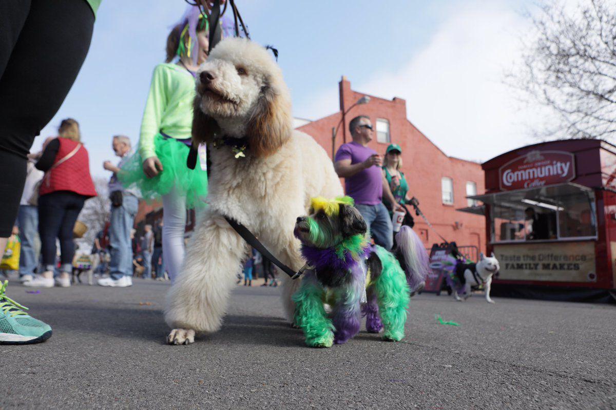 Dogs, people and at least one rabbit strut through Soulard for the