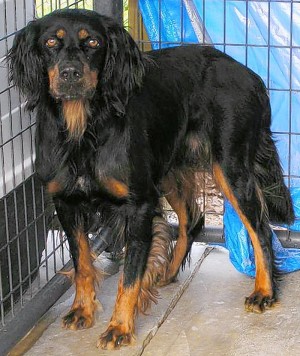 Adoptable Pets