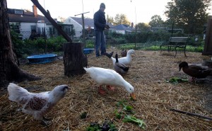 YellowTree Farm