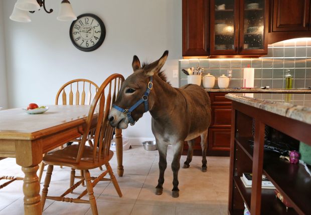 Joplin the donkey is part of the family : Gallery