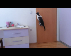Cat determined to get outside