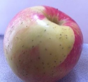 SweeTango apple