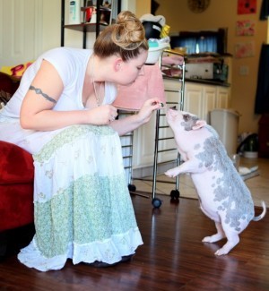 Pigs in St. Charles, part II