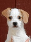 This week's most adoptable pets  
