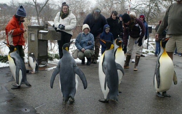 Wiinterrr&#39;s Day: St. Louis Zoo’s Humboldt Penguin exhibit to close soon for construction